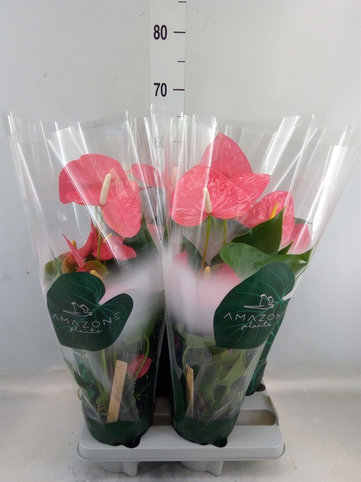 <h4>Anthurium andr. 'Colorado'</h4>