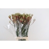 ANIGOZ JUDITH GREEN/RED 080CM