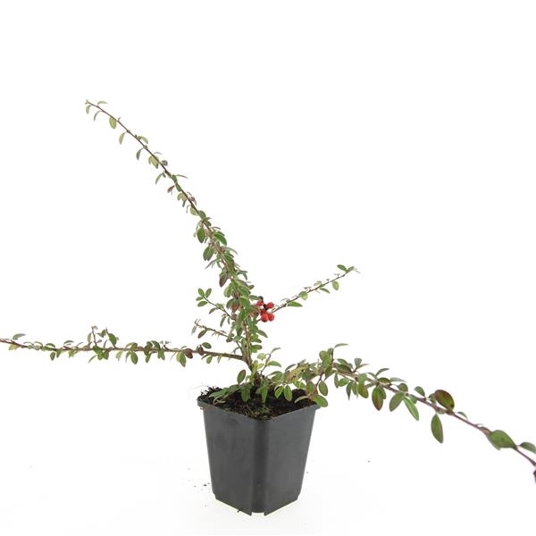 <h4>Cotoneaster suec. 'Coral Beauty'</h4>