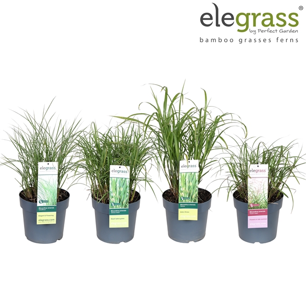 <h4>Grassen mix laag - Elegrass Hardy Ornamentals P23</h4>
