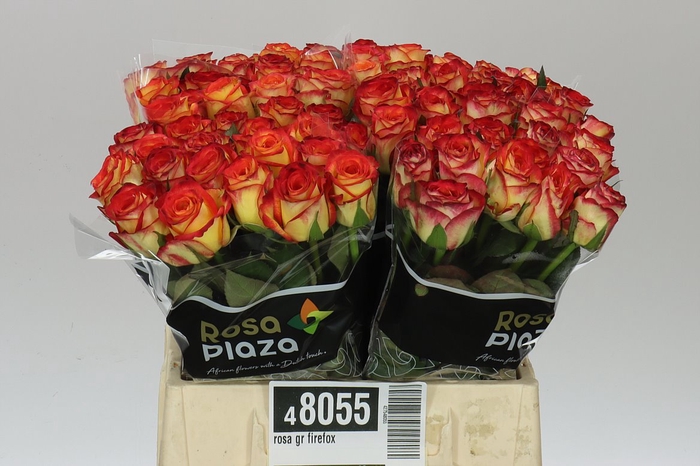 <h4>Rosa Gr Firefox</h4>
