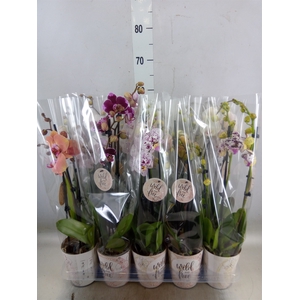 Phalaenopsis   ...