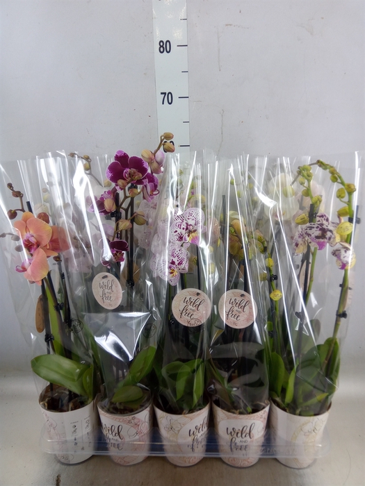 <h4>Phalaenopsis   ...</h4>