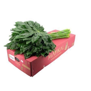 Aralia 70cm