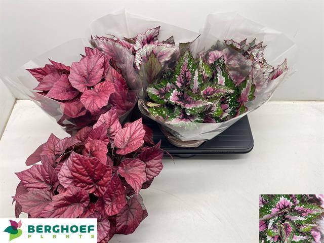 <h4>BEG BEL GEM</h4>