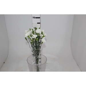 CRAVO SPRAY 070 CM BRANCO