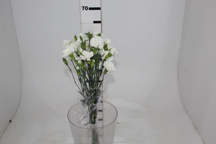 <h4>CRAVO SPRAY 070 CM BRANCO</h4>