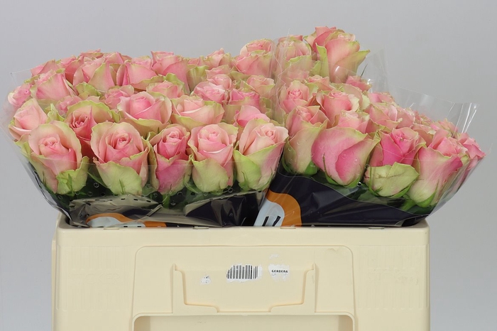 <h4>Rosa Gr Belle Rose</h4>