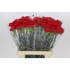 Dianthus St Gennaro