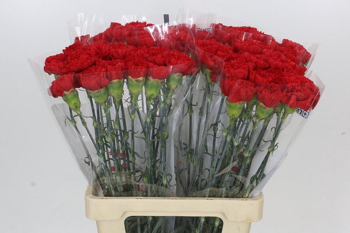 <h4>Dianthus St Gennaro</h4>