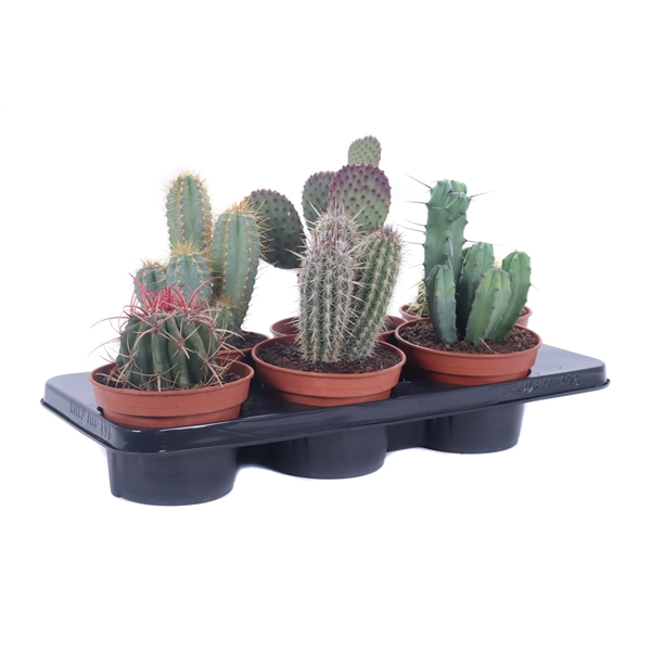 <h4>Cactus canarias 15 cm</h4>