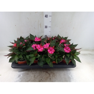 Impatiens NG 'ColPow Purple Flame'
