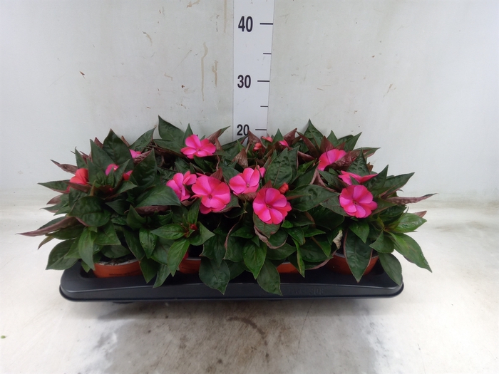 <h4>Impatiens NG 'ColPow Purple Flame'</h4>