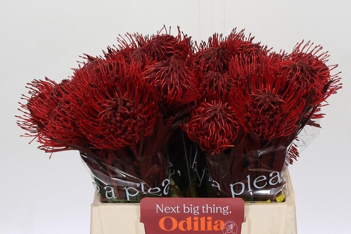 <h4>LEUCO NAOMI KLB H%</h4>