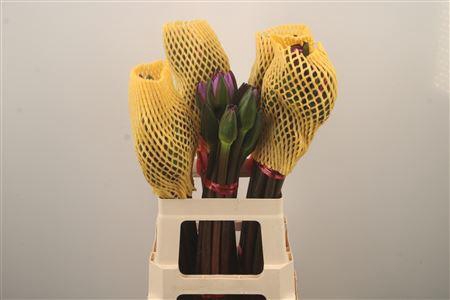 <h4>Water Lelie Blue</h4>