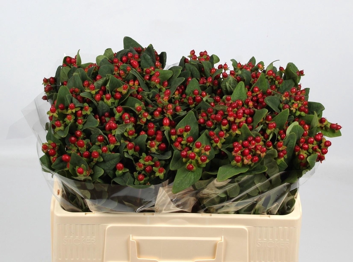 <h4>HYP ANDROSAEMUM OV</h4>