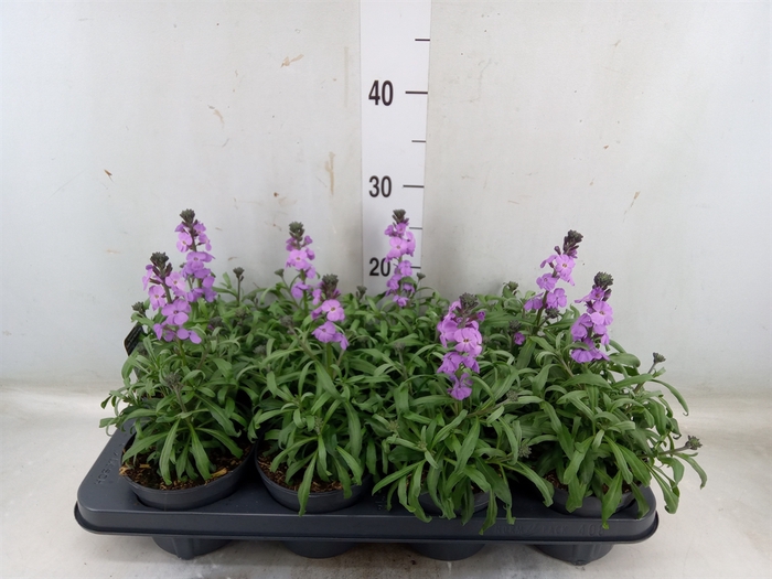 <h4>Erysimum linifolium 'Bowles Mauve'</h4>