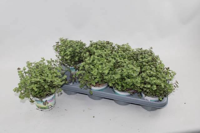 <h4>CALLISIA REPENS</h4>