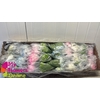 Hydr Super Select Green 17-18cm CO