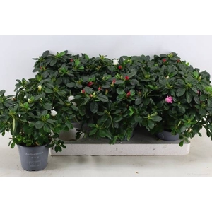 RHODO SI VOGEL GEM