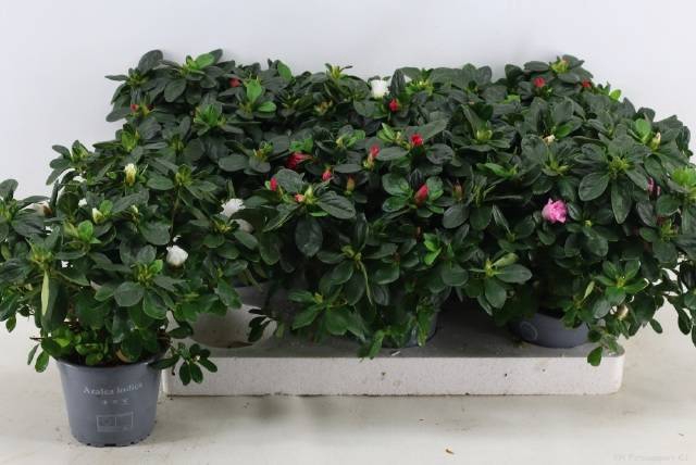 <h4>RHODO SI VOGEL GEM</h4>