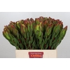 Leucadendron Laurel Yellow