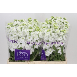 Matthiola incana StoX White