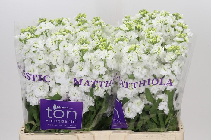 <h4>Matthiola incana StoX White</h4>