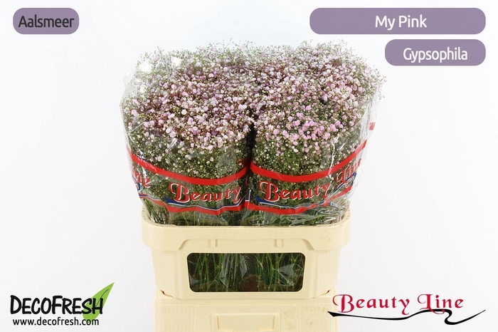 <h4>GYPS PA MY PINK</h4>