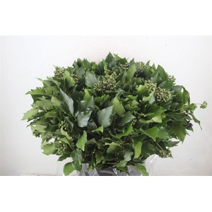 Hedera Berry 400gr P Bunch