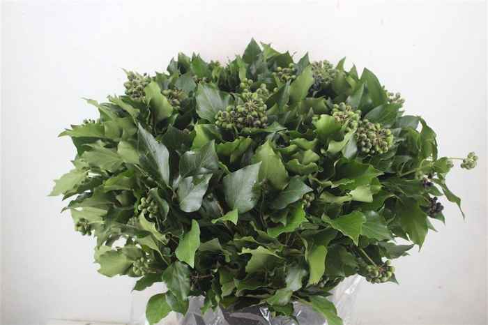 <h4>Hedera Berry 400gr P Bunch</h4>