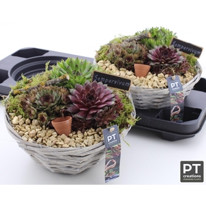 ARR SEMPERVIVUM