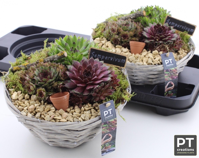 <h4>ARR SEMPERVIVUM</h4>