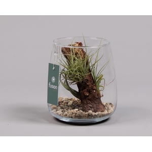 Glas Alzada met Tillandsia Air Plants