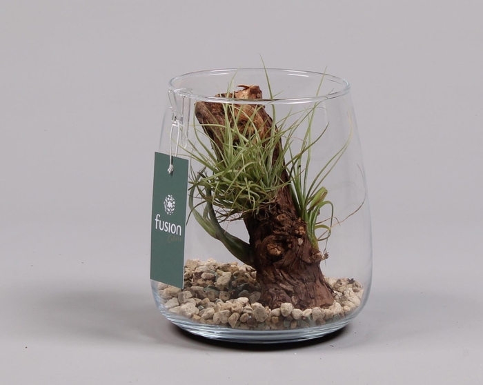 <h4>Glas Alzada met Tillandsia Air Plants</h4>