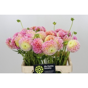 Dahlia Disco Baby