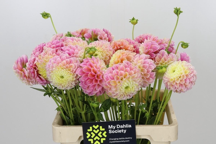 <h4>Dahlia Disco Baby</h4>