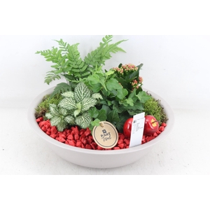 arr2 PL - Zink taupe schaal - rood