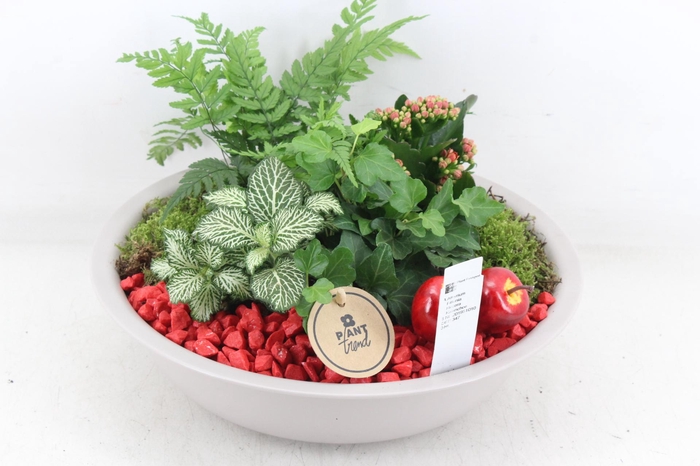 <h4>arr2 PL - Zink taupe schaal - rood</h4>