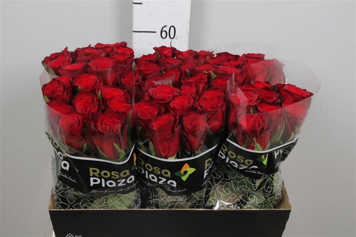 <h4>R Gr Monte Carlo</h4>