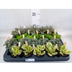 Peperomia   ...mix