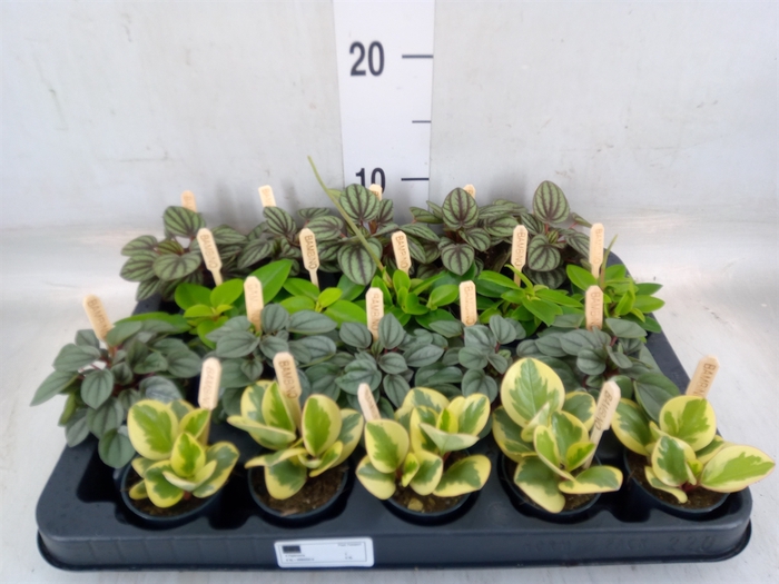 <h4>Peperomia   ...mix</h4>