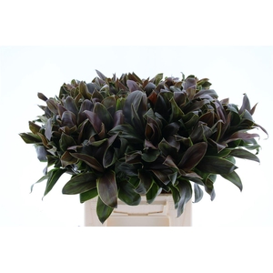 Cordyline Compacta Groen[rd]