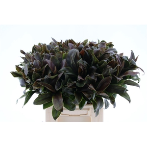 Cordyline Compacta Groen[rd]