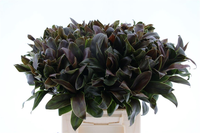 <h4>Cordyline Compacta Groen[rd]</h4>