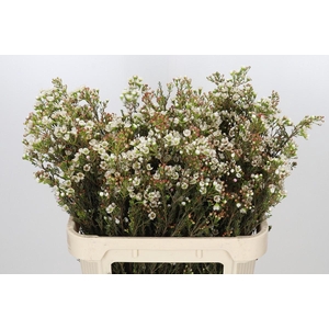 Chamelaucium uncinatum 'Ziv'