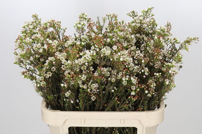 <h4>Chamelaucium uncinatum 'Ziv'</h4>