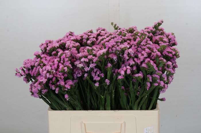 Limonium Rosella Sun Birds