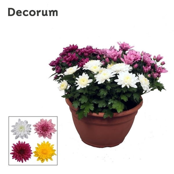 <h4>Chrysanthemum Indicum Grp Chrystal Gemengd</h4>