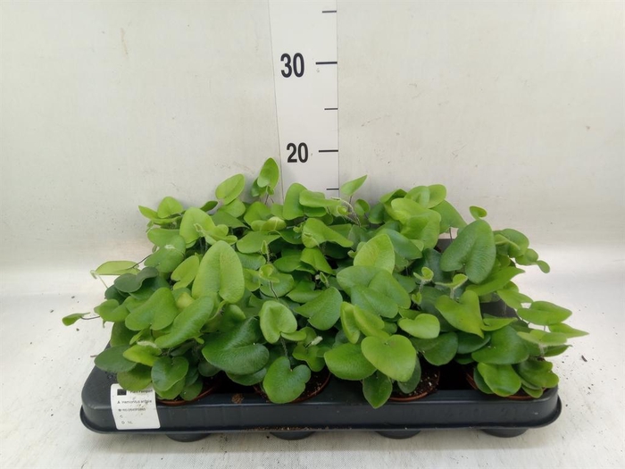 <h4>Hemionitis arifolia</h4>